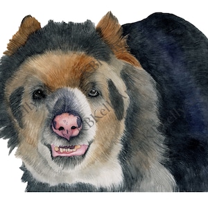 Spectacled Bear Print, Andean Bear Painting, Watercolor Bear, Animal Art, Bear Decor, Wildlife Art, Gift for Bear Lover, Cabin Wall Art