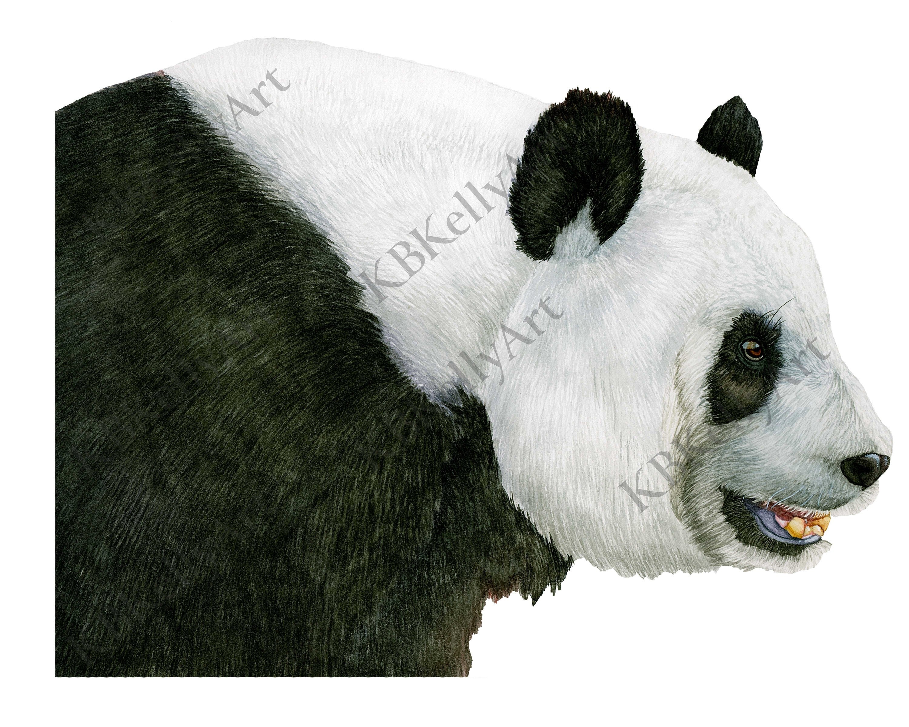Samarbejdsvillig Aggressiv snak Giant Panda Poster - Etsy