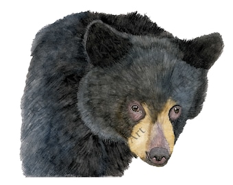 Black Bear Watercolor, Bear Art Print, Bear Wall Art, North American Black Bear, Black Bear Painting Wall Decor, Cabin Wall Art, Bear Gifts