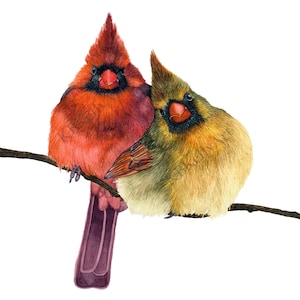 Cardinals Watercolor Art Print Two Cardinals on Branch Cardinal Painting Wall Art Decor Original Artwork Cardinal Couple Bird Art Print Gift