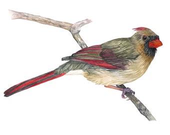 Female Cardinal Watercolor Art Print, Cardinal Bird Painting, Watercolor Bird Wall Art, Bird Print, Cardinal Gift, Memorial Female Cardinal