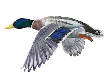 Flying Mallard Duck Watercolor Painting. Duck Wall Art. Mallard Duck Art Print. Duck Hunting Decor. Hunting Gift. Cabin Decor. Male Duck Art