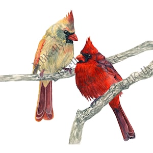 Two Cardinals Watercolor Art Print Cardinal Birds Painting Wall Art Cardinal Pair Bird Art Songbird Memorial Cardinals Remembrance Gifts