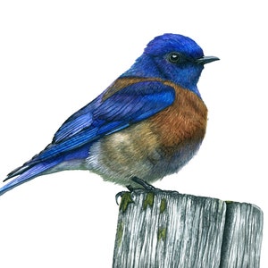 Bluebird Watercolor Art Print - Eastern Bluebird Wall Decor, Nature Illustration for Bird Lovers, Unique Gift for Backyard Birdwatchers
