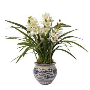 May include: White orchid plant in a blue and white ceramic pot with a floral design. The pot has a rounded shape and a wide base.