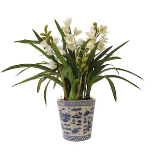 May include: A white orchid plant with multiple blooms in a blue and white ceramic pot with a floral design.