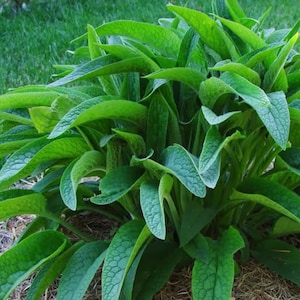 Puede incluir: Una planta de consuelda exuberante con densos racimos de hojas de color verde vibrante en forma de lanza, con una superficie texturizada y veteada. El follaje crece en un montículo compacto y redondeado, mostrando varios tonos de verde.