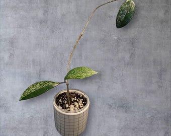 Hoya Callistophylla | Rare Hoya Plant - Etsy Canada