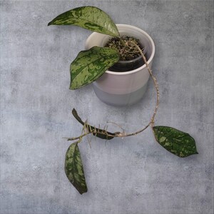 May include: A Hoya plant in a white and grey plastic pot, with variegated green leaves and a trailing stem. The leaves display a speckled pattern. The plant is set against a grey background.