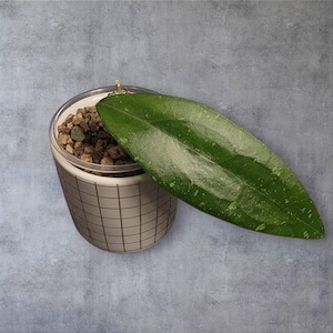 Hoya Teneba