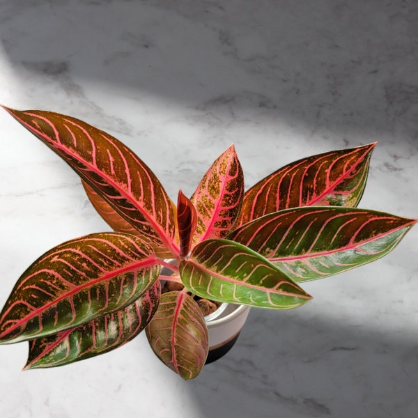 Aglaonema, fierté de Sumatra