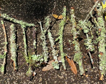 10 Lichen and Moss Covered Twigs, Terrarium Vivarium Supply Natural Decor