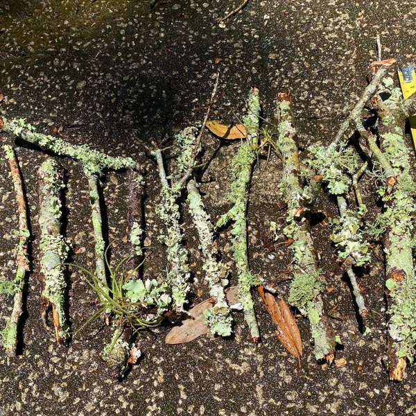 10 Lichen and Moss Covered Twigs, Terrarium Vivarium Supply Natural Decor