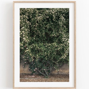 Italy Fine Art Photography - Florence Italy Wall Art Italian Garden Photography Boboli Gardens Europe Tuscany Wall Art Italy Countryside