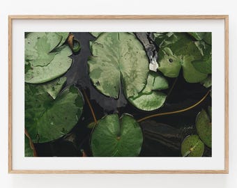 Ninfee verde oliva, stampa botanica, stampa da parete ispirata alla natura, foto verde smeraldo, ninfee, fotografia artistica, grande cornice