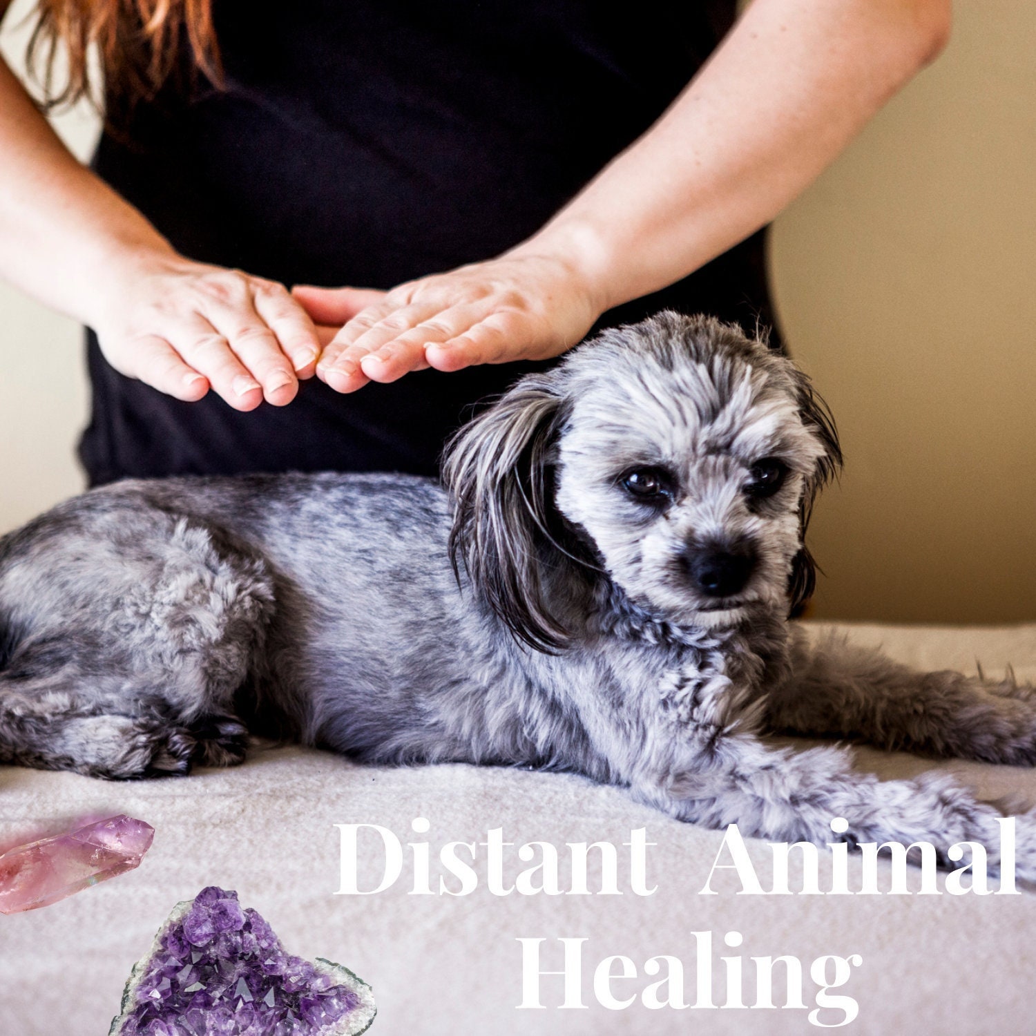 Dog Gift / Pet Gift / Healing for Animals / Reiki for Dog / - Etsy Australia Dog Gift / Pet Gift / Healing for Animals / Reiki for Dog / - Etsy Australia