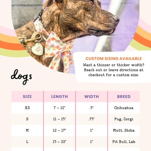 a brown dog wearing a colorful collar and leash, with a price list below it.