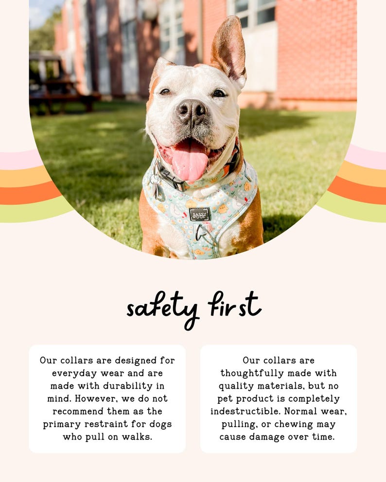 A happy dog wearing a colorful bandana collar is sitting on a grassy lawn, with a safety first slogan above the image.