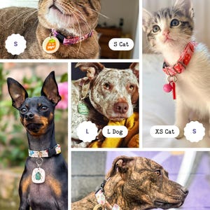 The image is a collage of six images featuring different types of pets, including a cat, a dog, and a dog.