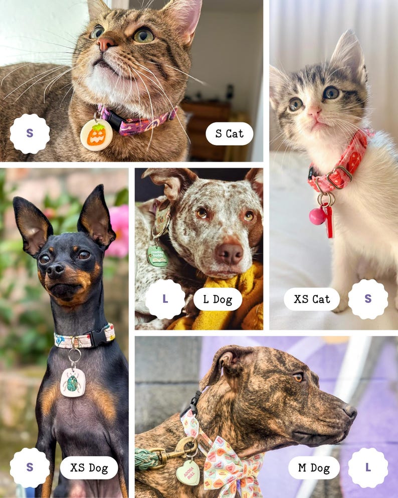 The image is a collage of six images featuring different types of pets, including a cat, a dog, and a dog.