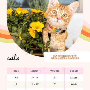 a kitten wearing a safety breakaway buckle, posing next to a potted plant with yellow flowers.