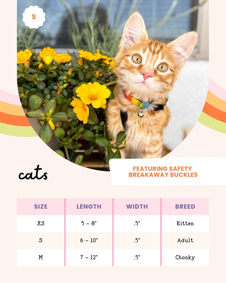 a kitten wearing a safety breakaway buckle, posing next to a potted plant with yellow flowers.