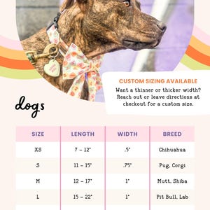 a brown dog wearing a colorful collar and leash, with a price list below it.