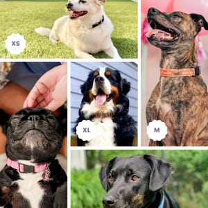 The image is a collage of five photographs featuring different breeds of dogs, each with a collar labeled with a letter.