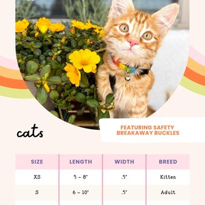 a kitten wearing a safety breakaway buckle, posing next to a potted plant with yellow flowers.