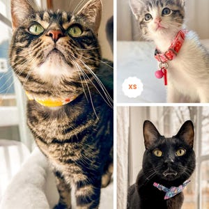 The image is a collage of three photographs featuring cats wearing different colored collars.