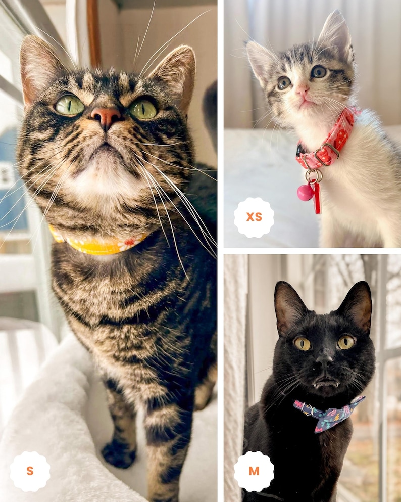 The image is a collage of three photographs featuring cats wearing different colored collars.