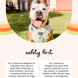 A happy dog wearing a colorful bandana collar is sitting on a grassy lawn, with a safety first slogan above the image.