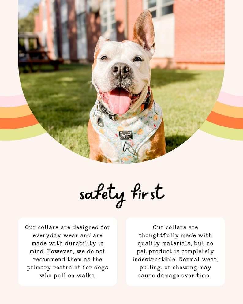 A happy dog wearing a colorful bandana collar is sitting on a grassy lawn, with a safety first slogan above the image.