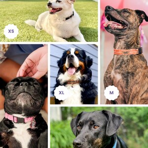 The image is a collage of five photographs featuring different breeds of dogs, each with a collar labeled with a letter.
