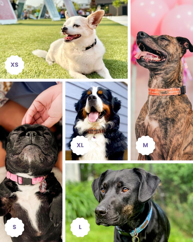 The image is a collage of five photographs featuring different breeds of dogs, each with a collar labeled with a letter.