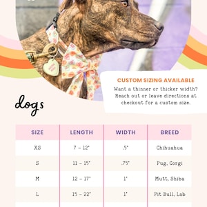 a brown dog wearing a colorful collar and leash, with a price list below it.