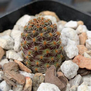 Rebutia Pygmaea HJ513 (#158) - Etsy