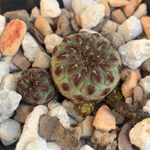 Sulcorebutia rauschii WR289 (#145)