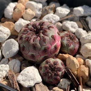Sulcorebutia rauschii WR289 (#208)