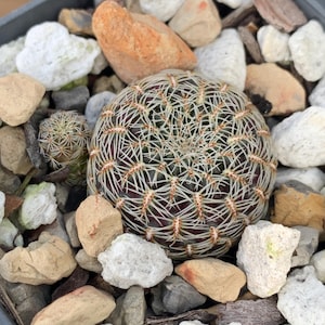 Sulcorebutia gemmae VZ230 (#221)
