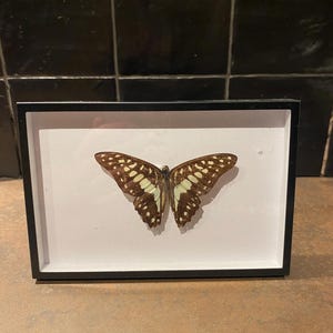 Könnte beinhalten: Ein gerahmtes Schmetterlingspräparat. Der Schmetterling hat braune Flügel mit weißen und gelben Markierungen. Der Rahmen ist schwarz und rechteckig, vor einem weißen Hintergrund. Das Stück wird auf einer braunen Oberfläche ausgestellt.