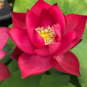 5 Red Lotus Seeds - Nelumbo nucifera - Flowering Blooms Hardy Tropical – Aquatic Perennial Pond Flower – Rare Water Garden Bloom Plant