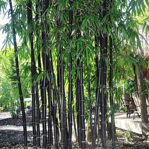 50+ Black Bamboo Seeds – Phyllostachys nigra, Striking Ornamental Bamboo with Deep Purple-Black Canes, Fast-Growing Privacy Garden Accent