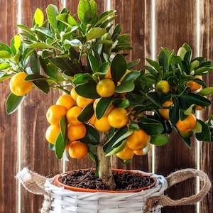 20 Seeds | Mandarin Orange Tree Seeds | Sweet Citrus Fruit Plant | Tropical Patio or Indoor Container Tree | Fragrant Blossoms