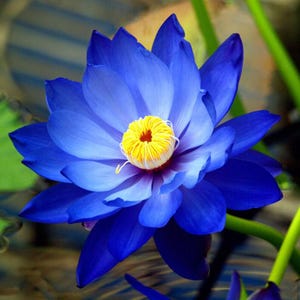 5 Bright Blue Lotus Seeds – Nelumbo nucifera – Aquatic Perennial Pond Flower – Rare Water Garden Bloom Plant