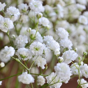 30 Seeds | White Common Baby's Breath Gypsophila paniculata, Perennial Cut Flower Seeds, Wedding Bouquet Filler, Cottage Garden Blooms