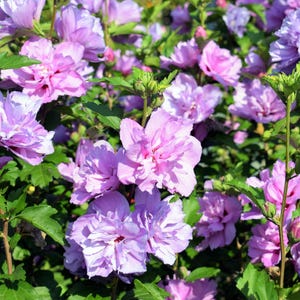 50 Seeds | Mixed Colors Rose of Sharon Hibiscus syriacus Seeds | Hardy Flowering Shrub or Small Tree | Summer Blooming Garden Plant