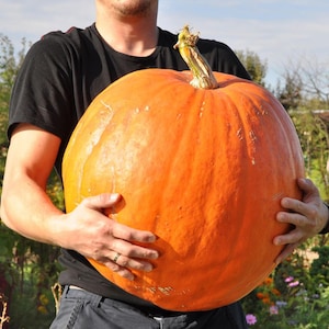30 Pumpkin Big Max Seeds | Giant Pumpkin Variety for Fall Harvest | Easy to Grow Garden Vegetable | Great for Carving & Decor