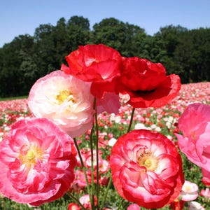 2000 Seeds | Poppy Shirley Mixed Double Seeds – Pink Red White Blooms – Annual Cottage Garden Favorite – Easy to Grow & Reseeds