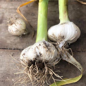15+ Seeds | Garlic Cloves for Planting | Easy Homegrown Garlic, Flavorful Culinary Herb, Hardy Garden Favorite for Fresh Harvest
